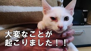 【まさか！？】大変なことが起こりました！！【今日から猫派になりました。＃7】 [upl. by Merv677]