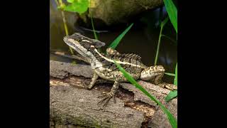 Basiliscus basiliscus [upl. by Amikahs]