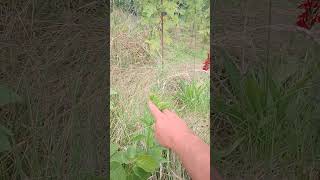 Hazelnut amp Native Flower Pathway thrpugh the Food Forest permaculture homestead [upl. by Yracaz]