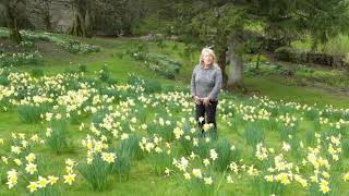 Helen Green recites The Daffodils [upl. by O'Donnell]