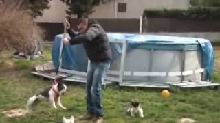 BOULEDOGUE FRANCAIS TRES AGRESSIF [upl. by Serle]