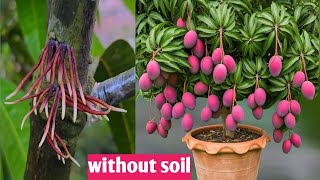 TECHNIQUE OF CLONING MANGO TREES TO STIMULATE QUICK GERMINATION USING THIS BRANCH CUTTING METHOD [upl. by Bennion]