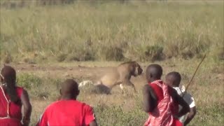 Lion vs Maasai Amboseli National Park Safari Kenya 2015 [upl. by Airamanna]