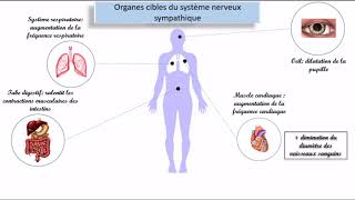 Le système nerveux autonome SNA [upl. by Allan333]