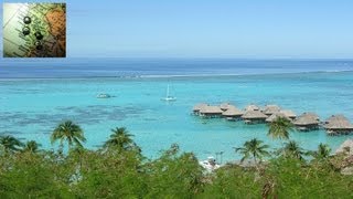 TOP 10 TRAVEL DESTINATIONS FRENCH POLINESIA Sharks in Rangiroa Treking in Moorea Surf in Tahiti [upl. by Gow]