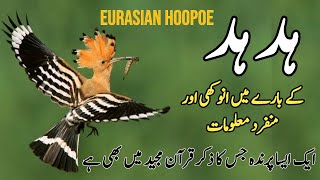 Hudhud Bird  Status Info and Facts About Eurasian Hoopoe Bird in Pakistan  Wildlife of Pakistan [upl. by Stroup]