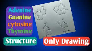 AdenineGuanineCytosineThymine structureHSC biology 1chupter3chemistry diagram [upl. by Schell599]