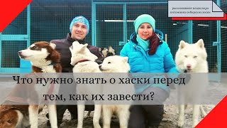 Сибирские хаски что нужно знать о них перед тем как завести эту породу собак [upl. by Cesya]