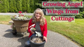 Propagating Angel Wings Senecio Candicans from Cuttings [upl. by Tebzil]