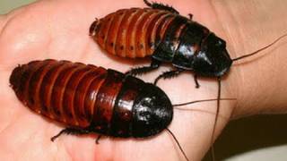 Worlds Biggest Cockroaches [upl. by Bergren497]