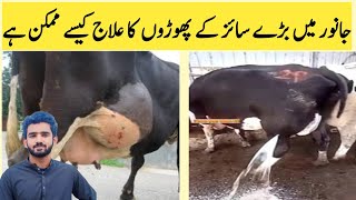 Abscess in buffalo Huge size AbscessHow to treat Abscess in cattle by Dr khyam [upl. by Oinigih844]