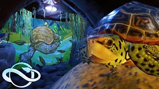 Diamondback Terrapin Aquariums 🐢  Planet Zoo Speed Build  Aquatic Pack [upl. by Nivac]