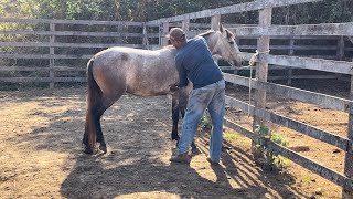 Um Dia na Fazenda Doma do Cavalo Planejamento da Recria e Coleta de Solo [upl. by Aihseyk774]