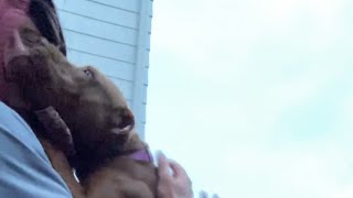 Rescue Dog Was Scared Of Men Until❤️  The Dodo Pittie Nation [upl. by Soalokcin]