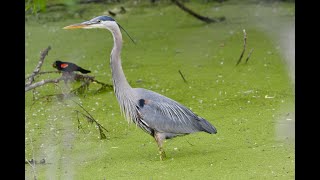 Birding at Magee Marsh Lake Erie wetlands edition 2023 [upl. by Carin460]