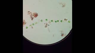 Microspora cells becoming flagellated Zoospores  5x speed [upl. by Winou]