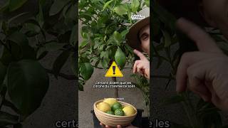 Des citrons gratuits 🍋 citron fruit fruits jardin cuisine permaculture nature [upl. by Boot]