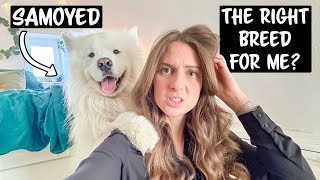 Why a Samoyed is NOT the right Breed for you [upl. by Cassandry]