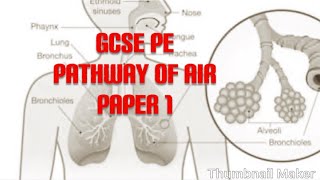 GCSE PE paper1 revision respiratory system [upl. by Kosak271]