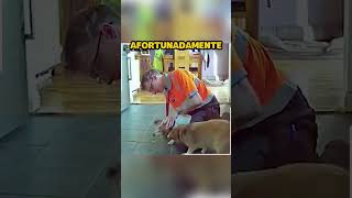 Perro se Asfixia con Comida shorts [upl. by Olzsal]