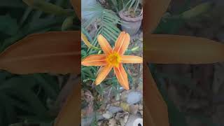 Hemerocallis fulva blooming gardenflowerplants bloomingflowers nature birds orangeflowers [upl. by Herrle]