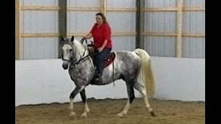 Work That Walk Gaited Horse Gait Training Naturally [upl. by Marten]