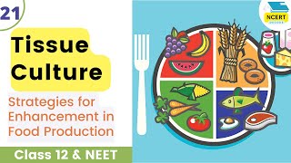 Tissue Culture  Strategies for Enhancement in Food Production Class 12 neet ncertdecodebiology [upl. by Norad20]