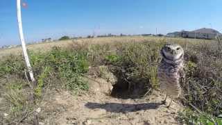 A Few Minutes with the Burrowing Owls [upl. by Wehtta]