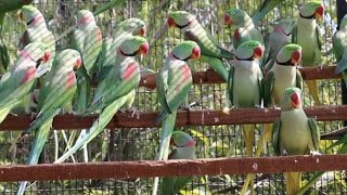 Alexandrine Parakeets [upl. by Asaret]