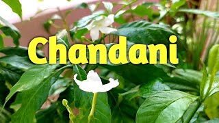 How to grow and care Chandni plant  Tabernaemontana divaricata  Crape Jasmine [upl. by Negaem]