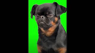 Sad dog green screen🫶 [upl. by Wilona289]