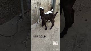 pure Hyderabadi Gulabi kids NTR GOLD RESULTahemdabad goat animals [upl. by Orola]