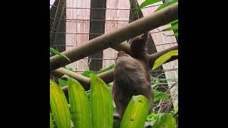 Two toed SLOTH moving FASTER than you THINK So cute and close UP travel sloth costarica [upl. by Cantone]