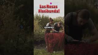 quotRosas Floribunda ¡Descubre Cómo Cultivar Estas Flores Increíbles en Casaquot plantas jardinencasa [upl. by Eudocia]