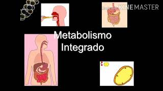 Metabolismo Integrado de los Lipidos [upl. by Hairom253]