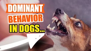 DOMINANT Behavior in Dogs 🐶👇How to Respond to It [upl. by Sanoj]