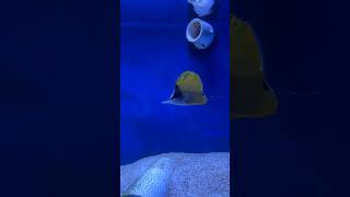 Longnose Butterflyfish is settling in well shorts butterfly longnosebutterfly aquarium fish [upl. by Ecnarrat836]