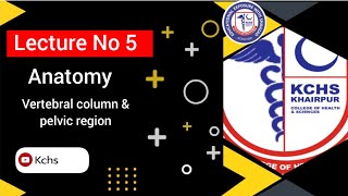 vertebral column amp Anatomy of pelvic region [upl. by Berry]