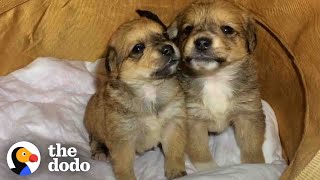 Puppies Abandoned In A Box Get Loving Homes  The Dodo [upl. by Keenan]