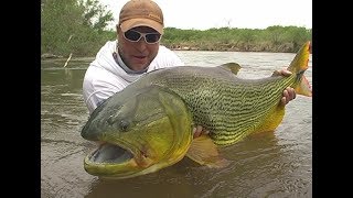 20kg de escamas doradas Río Juramento [upl. by Yngiram]