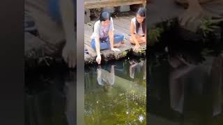 😱Ikan Arapaima Gigas terbesar 😱 [upl. by Inirt]