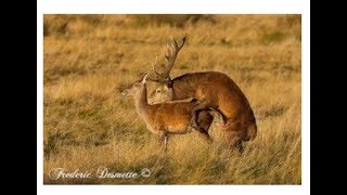 Best Deer MarkingampMating video For Everzoology [upl. by Stephana]