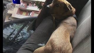 ROMA SFRATTATO VIVE IN MACCHINA CON IL CANE SOS SU YOUTUBE [upl. by Onaled]