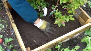 Adding ericaceous compost to blueberries [upl. by Shipman352]