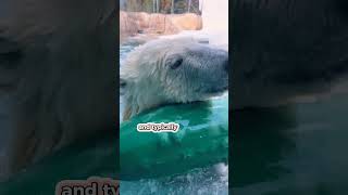 Funfacts about polar bears part 4 polarbear part4 fun facts [upl. by Eneroc]