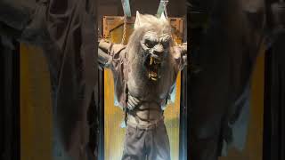 SCARE WOLF ANIMATRONIC IN ACTION halloween transworld distortionsunlimited halloween2024 [upl. by Llerraj]