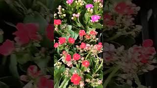 Kalanchoe plantyoutubeshorts treanding nature love home flowers winter festival [upl. by Ahsyla]