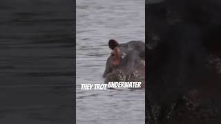 Hippos cant Swim they Gallop animalfacts funfacts animals [upl. by Sliwa152]