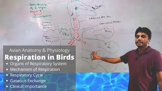 Respiratory system of Birds  Respiration in birds  Avian anatomy and physiology [upl. by Sara]