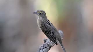 Dickcissel Spiza americana [upl. by Leahcim518]